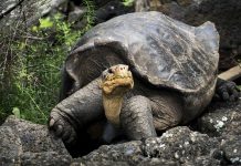 Una estrategia extrema y avalada por la ciencia permitió sâlvar a las tortugas gigantes de Galápagos y restaurar su ecosistema