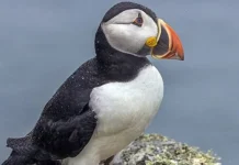 Islandia utiliza ręscates desde acantilados para ayudar a frailecillos desorientados y evitar su desâparición