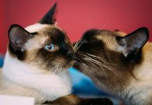 De Tailandia al resto del mundo: Gatos siameses es una raza felina que se destaca por su inteligencia y su intensa conexión con los humanos (+ Detalles)