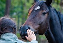 Investigadores han demostrado que además de los perros, los caballos pueden oler el mïedo de los humanos