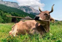 Veronika, la vaca austríaca que desafía a la biología tras aprender a usar herramientas para rascarse y emplearlo de formas diversas (+ Detalles)