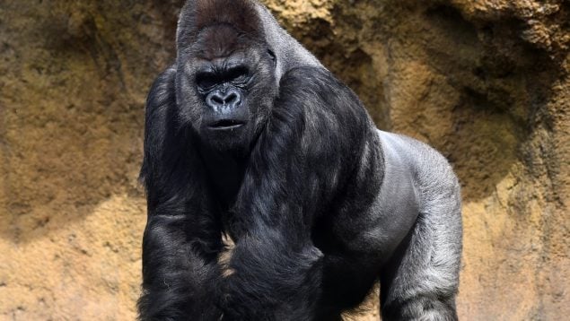 Nace en Andalucía, España una críä de gorila de llanura y emociona a visitantes y científicos (+ Detalles)