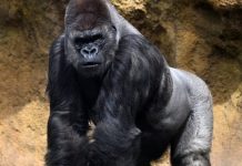 Andalucía celebra un hito histórico: nace una cría de gorila en pelïgro crítico de extïnción ante la mirada de visitantes