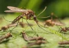 Islandia pierde su estatus de territorio libre de mosquitos tras la primera detección confirmada de Culiseta annulata, un hito que refleja el avance del calentamiento global