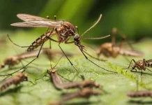 Islandia pierde su estatus de territorio libre de mosquitos tras la primera detección confirmada de Culiseta annulata, un hito que refleja el avance del calentamiento global