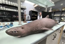 Tiburón foca varado en la costa de Luarca resultó ser una hembra embarazada y abre interrogantes sobre la vida en las profundidades