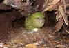 Kakapo de Nueva Zelanda se reproduce tras cuatro años gracias al ciclo del árbol de rimu, dando nueva esperanza a la especie