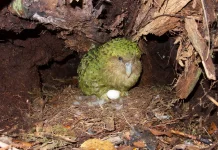 Kakapo de Nueva Zelanda se reproduce tras cuatro años gracias al ciclo del árbol de rimu, dando nueva esperanza a la especie