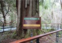 El «Abuelo» árbol argentino de 2600 años que sigue en pie: casi 60 metros de altura, está prohibido tocarlo y es patrimonio de la Humanidad (+ Detalles)