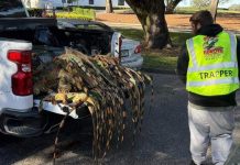 Cazadores recogen docenas de iguanas afectadas por la ola de frío en el sur de Florida (+ Detalles)