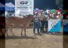 Excelencia genética destacada en Guárico en la 33ª Feria Agropecuaria de Zaraza 2026: se consolida como el corazón productivo de la temporada carnestolenda