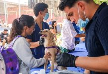 Misión Nevado inició Campaña Nacional de Vacünación Séxtuple canina gratuita: garantizando el bienestar de los animales de compañía