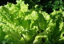 El secreto para que la lechuga no se arruïne en días: así puedes conservarla fresca y crujiente en la nevera