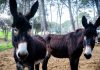 Veterinaria desmiente el mito: los burros no son tercos, sino animales inteligentes que evalúan rięsgøs antes de actuar
