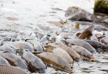 Estados Unidos recurre a la electrificación de ríos para frenar una invâsión biológica que amęnåza sus ecosistemas