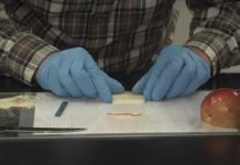 Laboratorio trata de reconstruir cartílago humano a partir de manzanas: han demostrado su biocompatibilidad con los organismos vivos