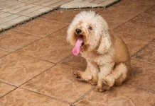 Qué significa cuando un perro desliza sus partes sobre el suelo y por qué no debe pasarse por alto