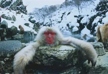 Cuando el hábito modifica el cuerpo: la ciencia revela cómo los baños termales están transformando a los monos japoneses