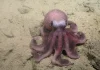 Descubren en las costas de Chile una nueva especie de pulpo de aguas profundas (+ Detalles)
