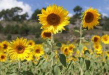 Guanare se consolida como epicentro del agroturismo con la floración de los “Girasoles Coromotanos” (+ Detalles)