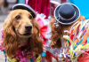 Del rito tradicional al «Carnaval de mascotas»: Brasil vive su primer fin de semana de fiesta total