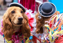 Del rito tradicional al «Carnaval de mascotas»: Brasil vive su primer fin de semana de fiesta total