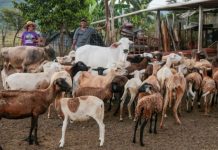 Gran Encuentro Nacional de Economía Comunal visibilizará la producción local: Representantes comunales compartiran experiencias este 4Feb