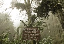 Parque Nacional Henri Pittier una majestuosidad natural que se alza sobre el Mar Caribe: este gigante selvático cumple su 89° aniversario (+ Detalles)