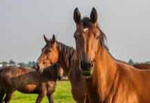 Prøhibición de consümo de carne de caballo por considerarlos ‘animales de compañía’: Italia impulsa el proyecto de ley