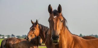 Prøhibición de consümo de carne de caballo por considerarlos ‘animales de compañía’: Italia impulsa el proyecto de ley