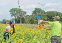 Portuguesa se viste de oro: Girasoles Coromotanos impulsan el agroturismo en la región (+ Fotos)