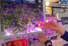 China cosecha los primeros tomates cultivados con tecnología aeropónica en la estación espacial Tiangong (+ Detalles)