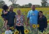 Portuguesa se viste de gala: Familias guanareñas disfrutan del esplendor de los Girasoles Coromotanos (+ Fotos)