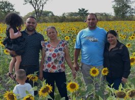 Portuguesa se viste de gala: Familias guanareñas disfrutan del esplendor de los Girasoles Coromotanos (+ Fotos)