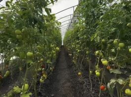 Fortalecen la soberanía alimentaria a través de la empresa «Abastecer» en el municipio Iribarren de Lara (+ Detalles)