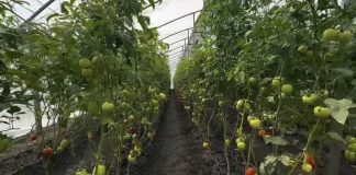 Fortalecen la soberanía alimentaria a través de la empresa «Abastecer» en el municipio Iribarren de Lara (+ Detalles)