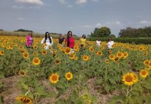Mar amarillo en Guanare: Los girasoles coromotanos se convierten en uno de los atractivos de estos Carnavales en Portuguesa (+ Detalles)