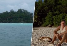 Un hombre compró una isla desierta en 1962, plantó más de 16 000 árboles y la convirtió en un santuario natural permanente