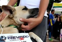 Primer Centro Veterinario de Misión Nevado fue inaugurado en Los Teques: brindará servicios sanitarios totalmente gratuitos (+ Detalles)