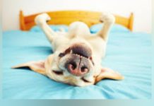 Qué significa cuando un perro muestra siempre la panza: interpretación de comportamiento canino según expertos