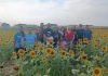 Visitantes llegan a Guanare para compartir en familia y disfrutar del esplendor de los girasoles, un atractivo turístico de Portuguesa (+ Fotos