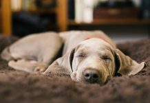 Juez anula despido de una trabajadora en España que se ausentó para atender una urgēncia médica de su mascota