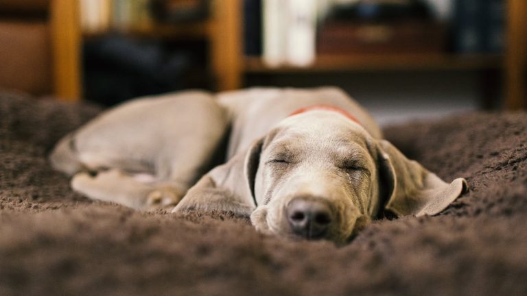 Juez anula despido de una trabajadora en España que se ausentó para atender una urgēncia médica de su mascota