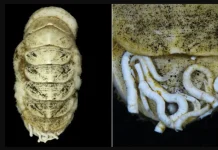 Descubren a más de 5.000 metros de profundidad en Japón una especie marina con una lengua reforzada con minerales metálicos