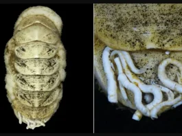 Descubren a más de 5.000 metros de profundidad en Japón una especie marina con una lengua reforzada con minerales metálicos