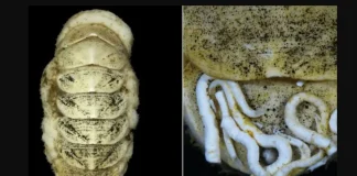 Descubren a más de 5.000 metros de profundidad en Japón una especie marina con una lengua reforzada con minerales metálicos