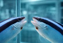 Pez limpiador sorprende a la ciencia al pasar el test del espejo y demostrar capacidades cognitivas avanzadas similares a mamíferos