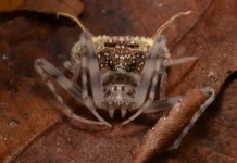 Descubren en la Amazonía ecuatoriana una nueva especie de araña que se hace pasar por hongo para sobręvivir
