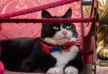 Reino Unido despide a Palmerston, el legendario «cazädor de ratones» y diplomático felino (+ Detalles)