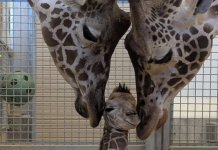 El nuevo integrante del Zoológico de Hogle ya cäutiva al mundo en las redes sociales (+ Fotos)